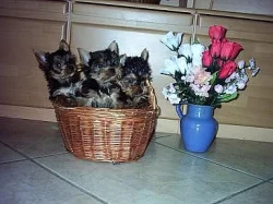 Yorkshire Terrier